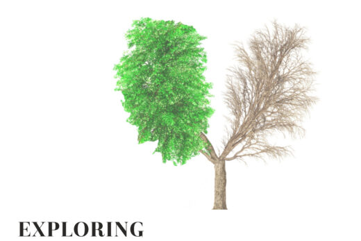 image of a Tree with leaves on one side, branches on the other - Symbolizes the interconnection and distinctions of philosophy, science, and religion in "Philosophy vs Science vs Religion: Comparing and Contrasting".